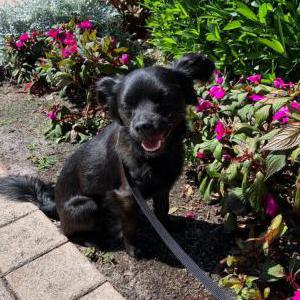 Lost Dog Polo
