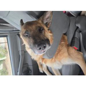 Lost Dog ESCOOBY DOO
