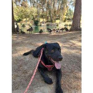 Lost Dog Bentley