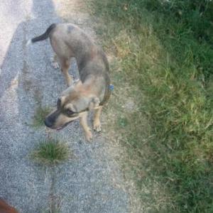 Lost Dog Tequila