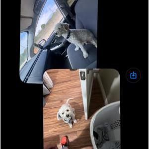 Lost Dog Lucas