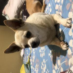 Lost Dog Nahla