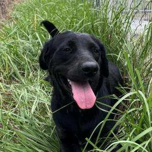 Image of Unknown, Found Dog