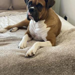 Lost Dog Canelo