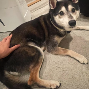 Lost Dog Max