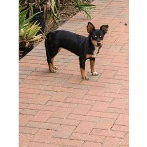Found Dog Unknown