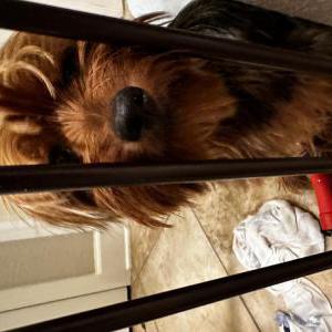 Found Dog Unsure. U