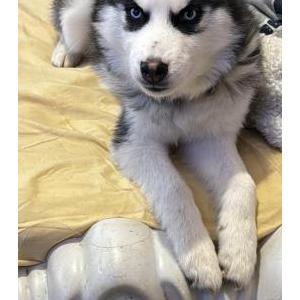 Lost Dog Simba