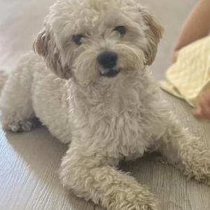 Lost Dog Louie