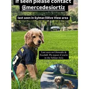 Lost Dog Apollo