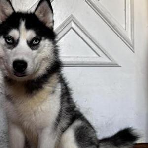 Lost Dog Abby