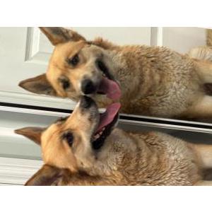 Lost Dog Doudou