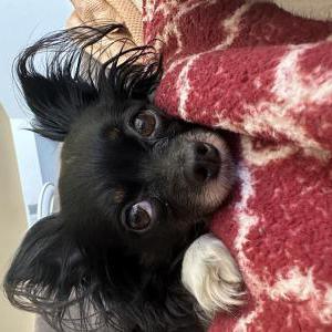 Lost Dog Lou