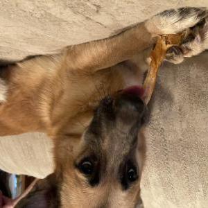 Lost Dog Trixie
