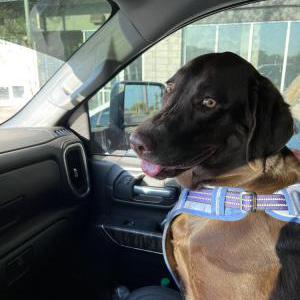 Lost Dog Zoey