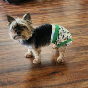 Lost Dog Toby