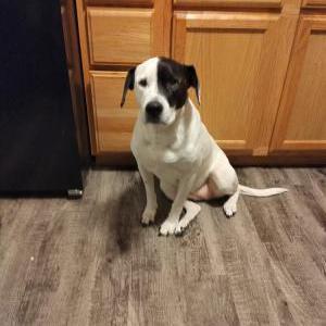 Image of Coco, Lost Dog