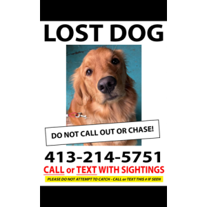 Lost Dog Willow