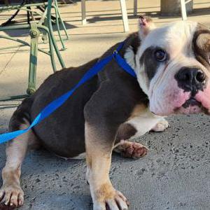 Found Dog Unknown