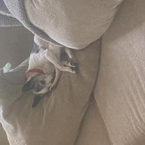 Lost Dog Comet