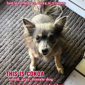 Lost Dog Cokoa