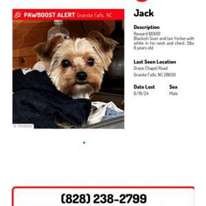Lost Dog Jack