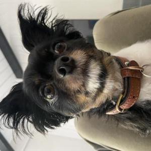 Lost Dog Lu