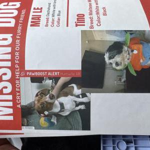 Image of TINO and Mai, Lost Dog