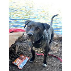 Lost Dog Harley
