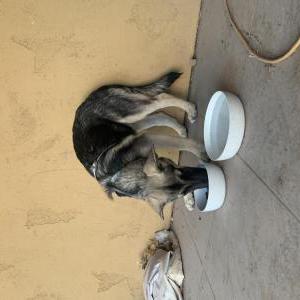 Found Dog Unknown