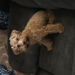 Lost Dog Penny