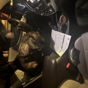 Found Dog unknown