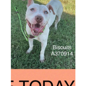 Image of Biscuits/pnuema, Lost Dog