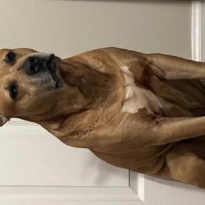 Lost Dog Kobe