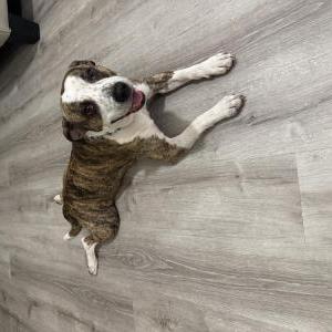 Lost Dog Brody