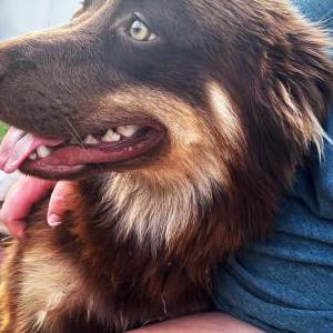 Lost Dog Alvin