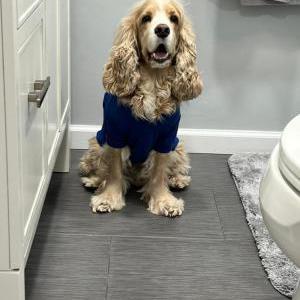 Lost Dog Tomax