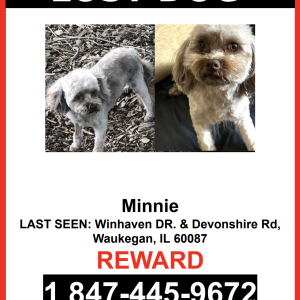 Lost Dog Minnie