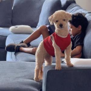 Lost Dog Kahlua