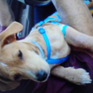 Lost Dog Tinkerbell