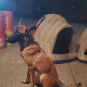 Lost Dog Maple