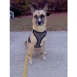 Lost Dog Chanel