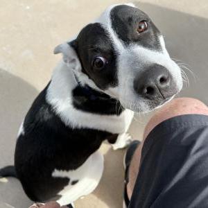 Lost Dog Moe