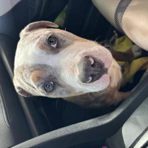 Lost Dog Luna