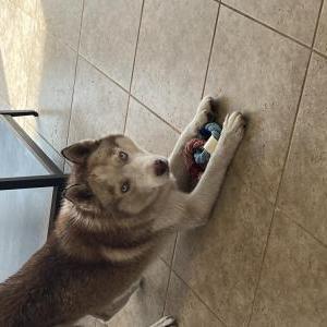 Image of Unknown, Found Dog