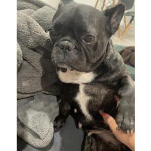 Lost Dog Mushie