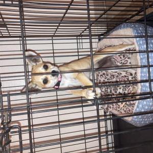 Lost Dog Cha Cha