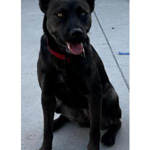 Found Dog No Name