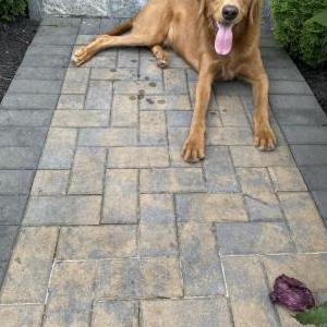 Lost Dog Trini
