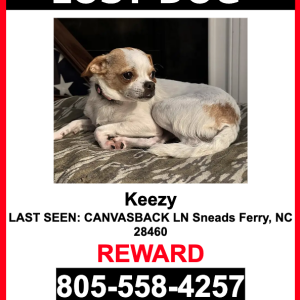 Lost Dog Keezy
